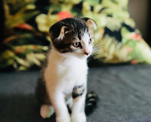 Guide ultime des accessoires pour chiens