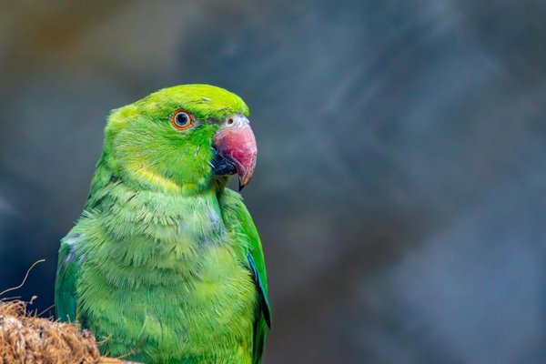 Caractère du shiba inu : que devez-vous savoir sur cette race ?