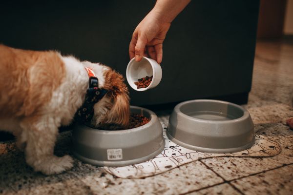 Comment profiter des promotions sur les croquettes pour chien efficacement
