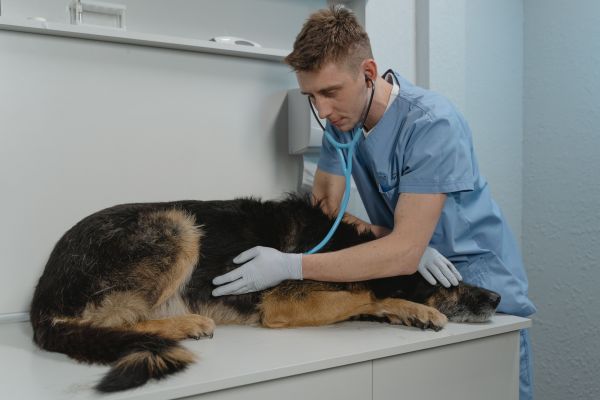 Euthanasie chien : comprendre le processus et les coûts