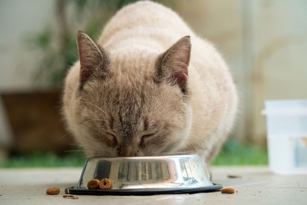 L'importance des croquettes chat pour la santé de votre félin