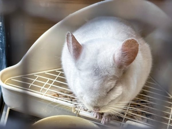 Quelle est la meilleure méthode pour habituer une chinchilla à une nouvelle cage plus spacieuse?