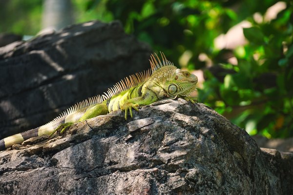 Quels sont les avantages et les risques d'un régime alimentaire végétarien pour un iguane des Fidji?