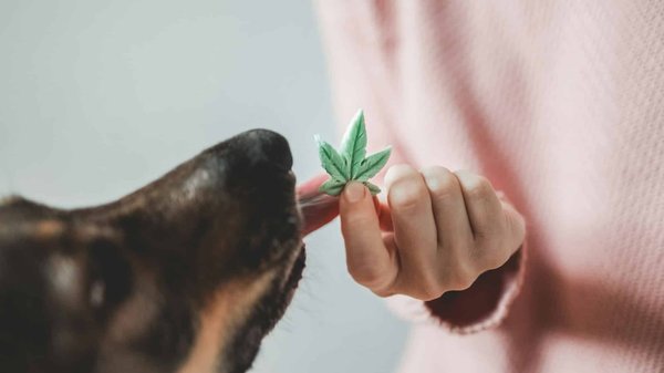 Le cbd des animaux : bienfaits, dosage et produits recommandés