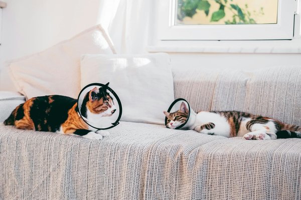 Confort et style : choisissez le meilleur canapé pour votre animal